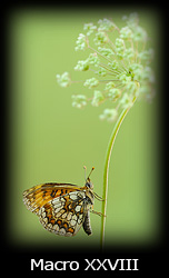 Galleria macro Simone Tossani con Nikon e Nital