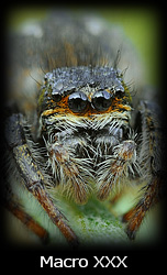 Galleria macro Simone Tossani con Nikon e Nital