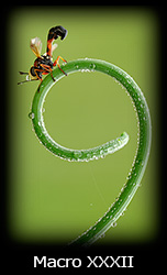Galleria macro Simone Tossani con Nikon e Nital