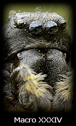 Galleria macro Simone Tossani con Nikon e Nital