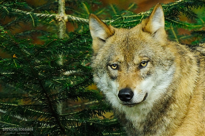 Canis Lupus   Nikon D3  Nikon 600 f/4 VR  TC Nikon 1.7x  1/1250 sec  f/7.1  ISO 1600 Caccia fotografica mammiferi materiale Nikon Simone Tossani