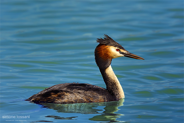 Podiceps cristatus – Nikon D3  Nikon 600 VR f/4  TC II 1.7x  1/800 sec  f/10  ISO 200 Caccia fotografica rettili materiale Nikon Simone Tossani