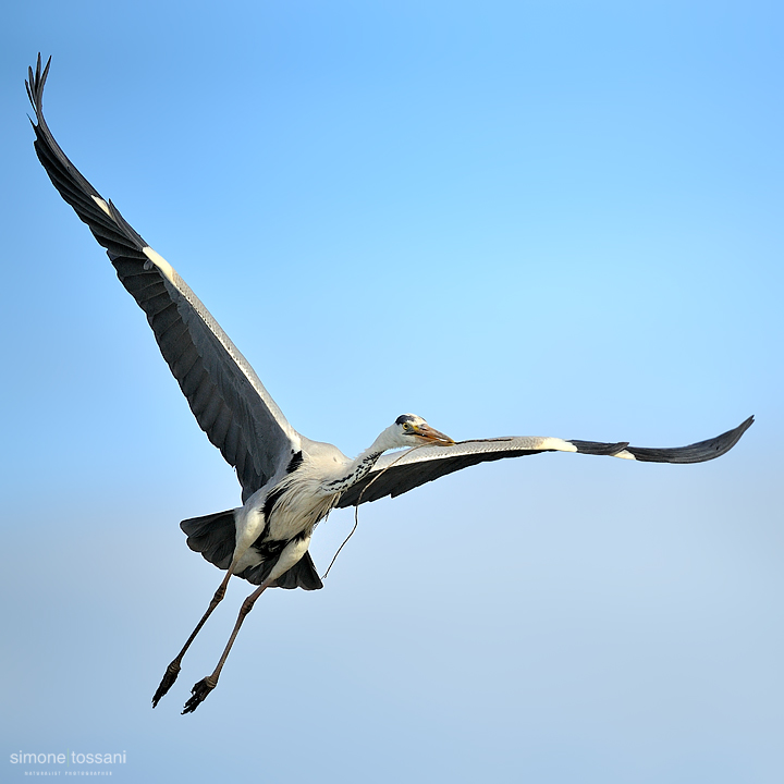 Ardea cinerea  Nikon D3   Nikon 600 f/4 VR   1/8000 sec  f/4  ISO 640 Caccia fotografica uccelli materiale Nikon Simone Tossani