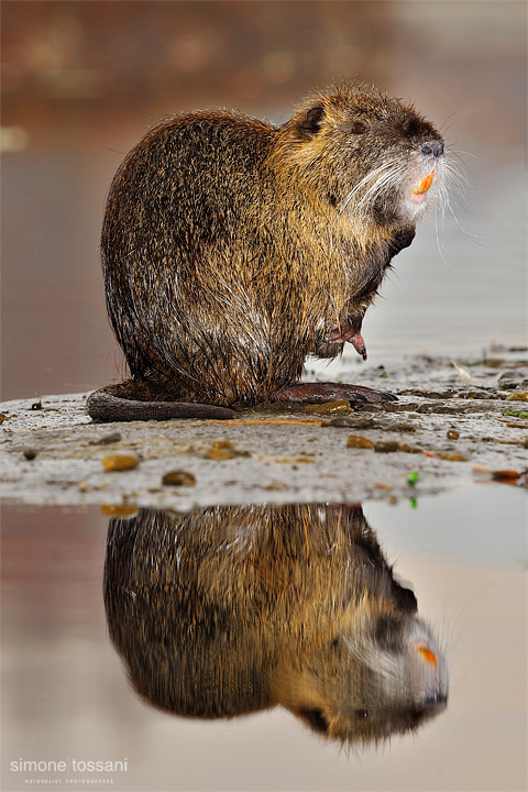 Myocastor coypus  Nikon D3  Nikon AFS 300 f/4  Nikon SB 800  1/125 sec  f/5.6  ISO 200  Caccia fotografica mammiferi materiale Nikon Simone Tossani