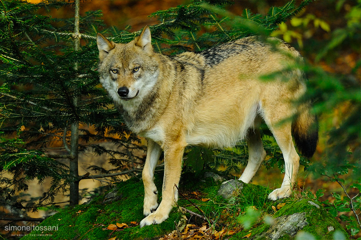 Canis Lupus  Nikon D3  Nikon 600 f/4 VR  TC Nikon 1.7x  1/800 Sec  f/7.1  ISO 800  Caccia fotografica mammiferi materiale Nikon Simone Tossani