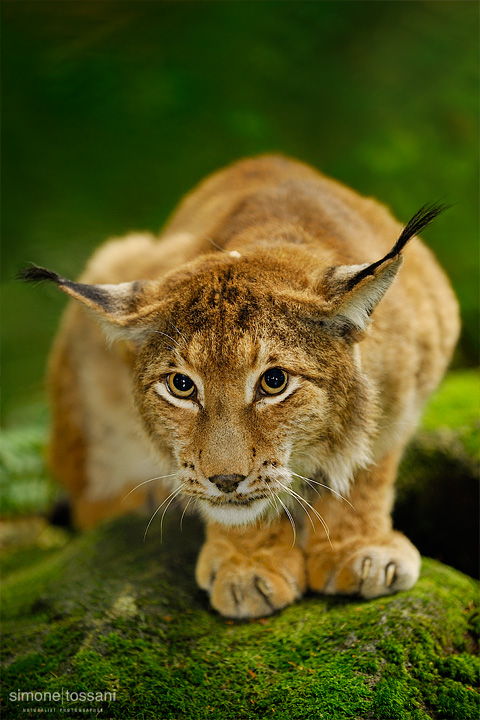 Lince  Nikon D3  Nikon 70/200 VR f/2.8  Nikon SB 800  1/320 sec  f/4  ISO 200   Caccia fotografica mammiferi materiale Nikon Simone Tossani