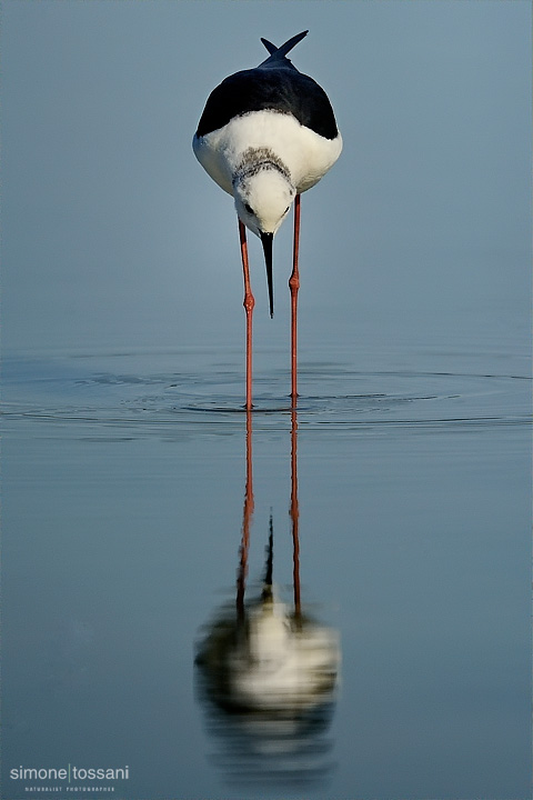 Himantopus himantopus   Nikon D3  Nikon 600 VR f/4  1/6400 sec  f/7.1  ISO 1250  Mano Libera  Caccia fotografica rettili materiale Nikon Simone Tossani