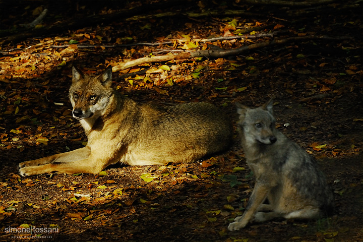 Canis Lupus  Nikon D3  Nikon 600 f/4 VR  TC Nikon 1.7x  1/1000 Sec  f/7.1  ISO 2000 Caccia fotografica mammiferi materiale Nikon Simone Tossani
