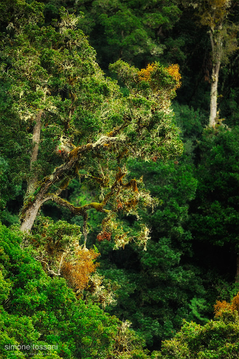 Foresta Savegre Nikon D3 Nikon 600 VR f/4 1/2000 sec f/4 ISO 1600 Fotografia Paesaggi materiale Nikon Simone Tossani