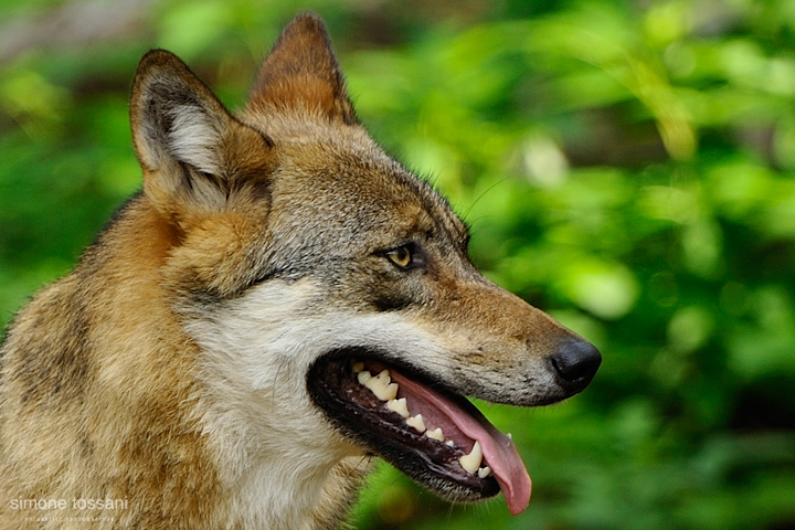 Canis Lupus  Nikon D3 Nikon 600 f/4 VR  TC Nikon 1.7x  1/800 Sec  f/6.7  ISO 1600  Caccia fotografica mammiferi materiale Nikon Simone Tossani