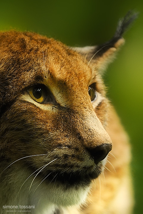 Lince  Nikon D3  Nikon 70/200 VR f/2.8  1/500 Sec  f/4  ISO 800  Caccia fotografica mammiferi materiale Nikon Simone Tossani