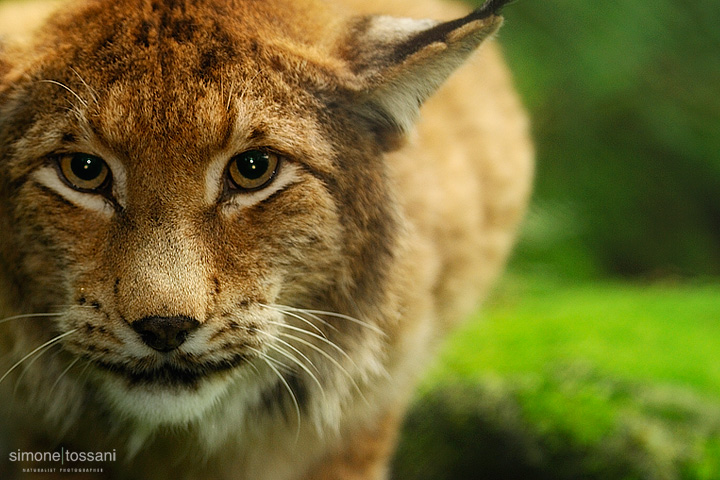 Lince   Nikon D3  Nikon 70/200 VR f/2.8  1/60 Sec  f/2.8  ISO 400  Caccia fotografica mammiferi materiale Nikon Simone Tossani