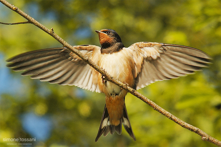 Hirundo rustica  Nikon D70  Sigma 300 f/2.8 EX DG HSM  1/600 Sec  f/8  ISO 400  Mano Libera Caccia fotografica rettili materiale Nikon Simone Tossani