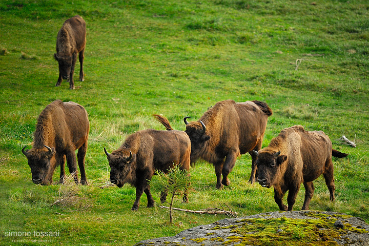 Bison bonasus   Nikon D3  Nikon 600 f/4 VR  1/800 Sec  f/4  ISO 400  Caccia fotografica mammiferi materiale Nikon Simone Tossani