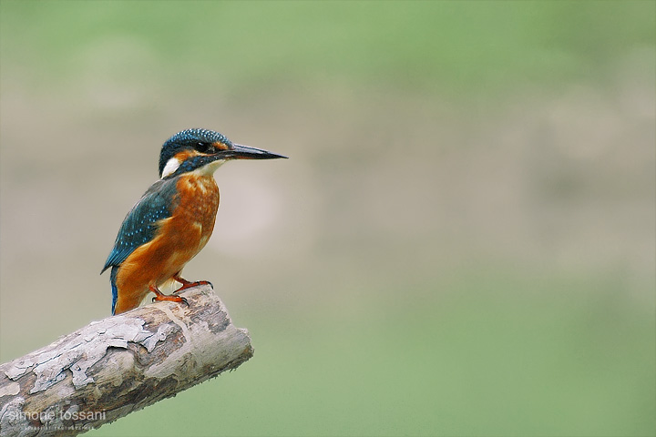 Alcedo atthis  Nikon D70  Sigma 70/300 f/45.6 APO Macro II  1/125 Sec  f/5.6  ISO 400 Caccia fotografica rettili materiale Nikon Simone Tossani