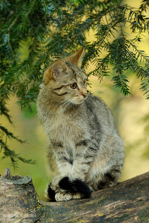 Felis silvestris    Nikon D3  Nikon 600 f/4 VR  1/320 Sec  f/4  ISO 200  Caccia fotografica mammiferi materiale Nikon Simone Tossani