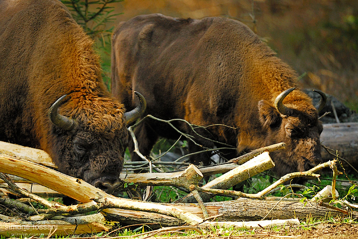 Bison bonasus   Nikon D3  Nikon 600 f/4 VR  1/600 Sec  f/4  ISO 640  Caccia fotografica mammiferi materiale Nikon Simone Tossani