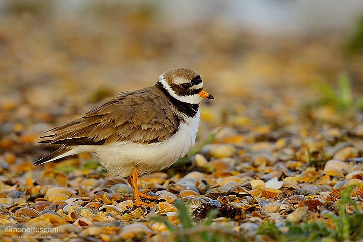 Charadrius hiaticula   Nikon D3  Nikon 600 f / 4 VR  Nikon TC 1.7  1/1000 sec  f/7.1  ISO 400 Caccia fotografica rettili materiale Nikon Simone Tossani