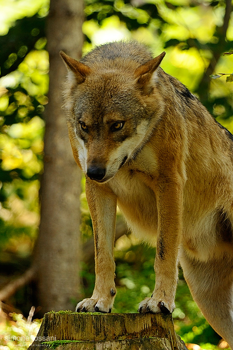 Canis Lupus   Nikon D3  Nikon 600 f/4 VR  TC Nikon 1.7x  1/800 Sec  f/7.1  ISO 3200  Caccia fotografica mammiferi materiale Nikon Simone Tossani