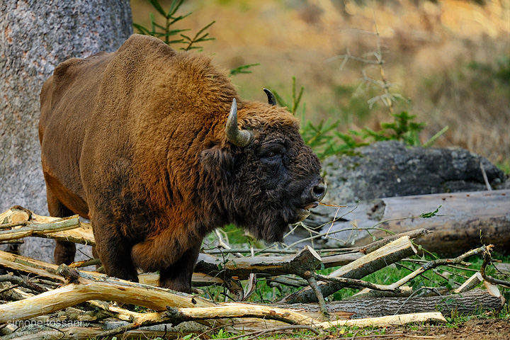 Bison bonasus   Nikon D3  Nikon 600 f/4 VR  1/400 Sec  f/4  ISO 640  Caccia fotografica mammiferi materiale Nikon Simone Tossani