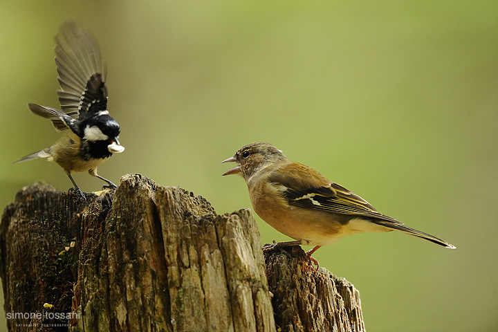 Fringilla coelebs - Nikon D3 - Nikon 600 f/4 VR - 1/3200 sec - f/4.5 - ISO 200 Caccia fotografica uccelli materiale Nikon Simone Tossani