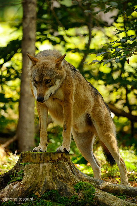 Canis Lupus   Nikon D3  Nikon 600 f/4 VR  1/1600 Sec  f/4  ISO 1600  Caccia fotografica mammiferi materiale Nikon Simone Tossani