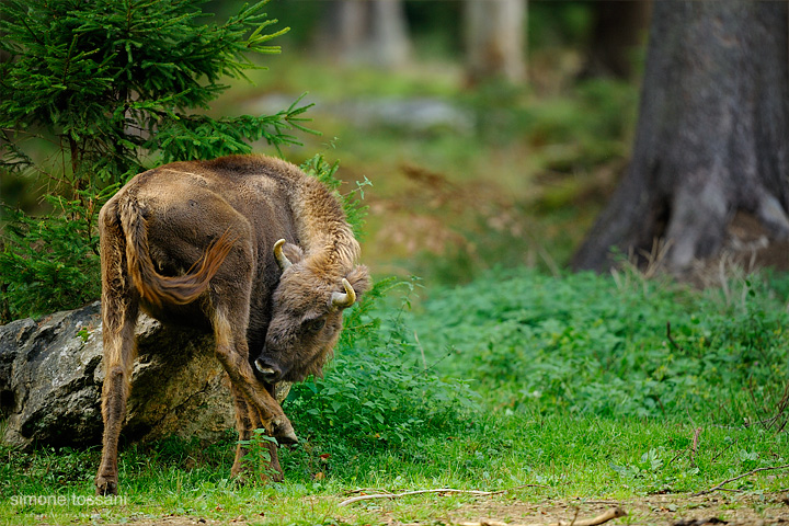 Bison bonasus   Nikon D3  Nikon 600 f/4 VR  1/250 Sec  f/4  ISO 400 Caccia fotografica mammiferi materiale Nikon Simone Tossani