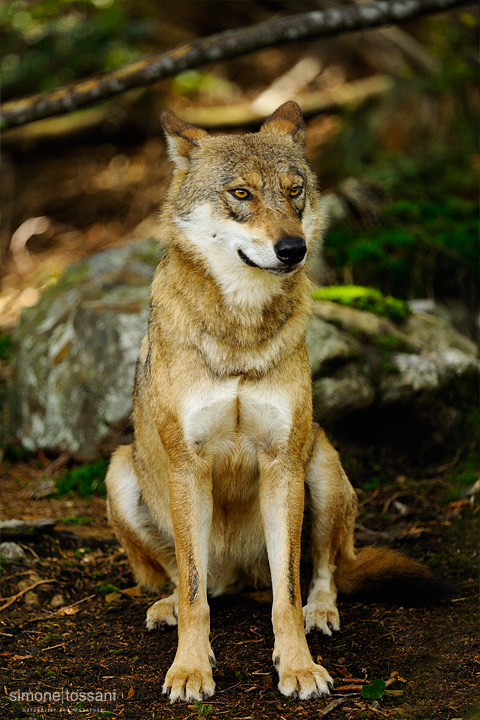 Canis Lupus   Nikon D3  Nikon 600 f/4 VR  1/800 Sec  f/4  ISO 400   Caccia fotografica mammiferi materiale Nikon Simone Tossani