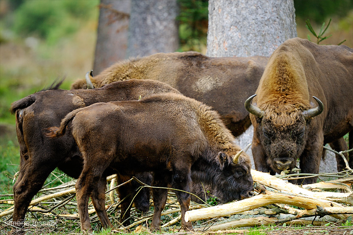 Bison bonasus   Nikon D3  Nikon 600 f/4 VR  1/200 Sec  f/4  ISO 640 Caccia fotografica mammiferi materiale Nikon Simone Tossani