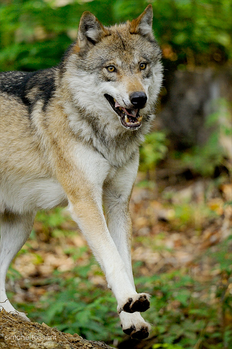 Canis Lupus   Nikon D3  Nikon 600 f/4 VR  1/800 Sec  f/4  ISO 400 Caccia fotografica mammiferi materiale Nikon Simone Tossani