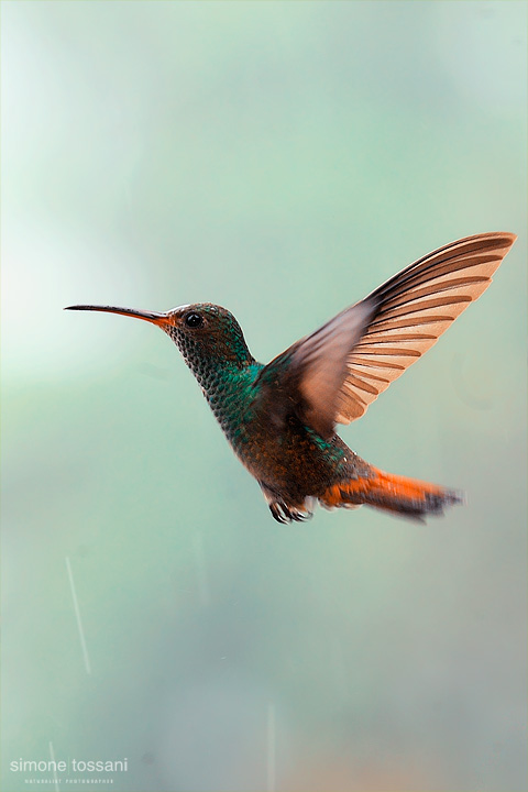 Trochilidae Nikon D3  Nikon AFS 70/200 VR f/2.8  Nikon SB 800 1/500 sec  Tubi Estensori  f/5.6  ISO 3200  Mano Libera Caccia fotografica rettili materiale Nikon Simone Tossani