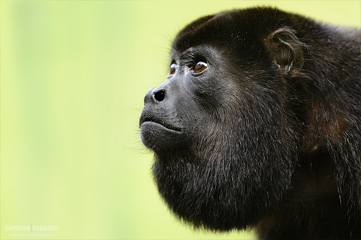 Alouatta Nikon D3  Nikon 600 f/4 VR  1/400 Sec  f/4  ISO 1250 Caccia fotografica mammiferi materiale Nikon Simone Tossani