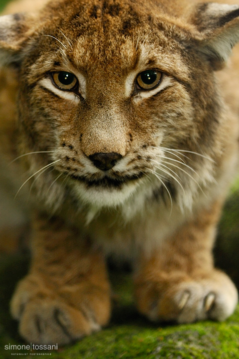 Lince   Nikon D3  Nikon 70/200 VR f/2.8  1/30 Sec  f/4  ISO 400 Caccia fotografica mammiferi materiale Nikon Simone Tossani