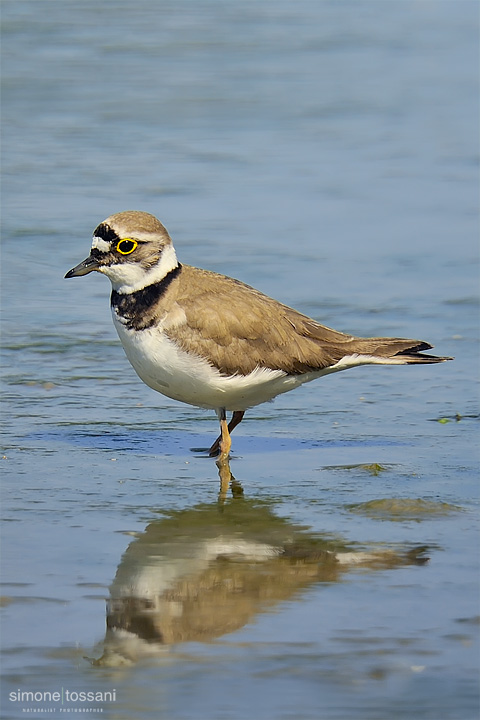 Charadrius hiaticula  Nikon D3  Nikon 600 VR f/4  TC II 1.7x  1/1600 sec  f/7.1  ISO 640  Mano Libera Caccia fotografica rettili materiale Nikon Simone Tossani