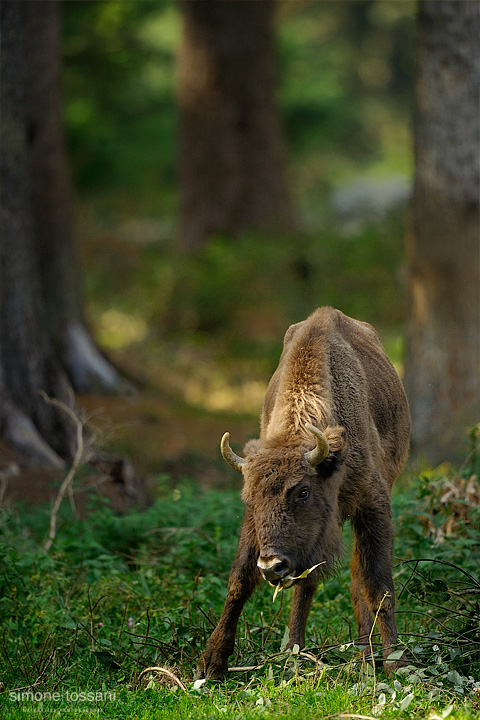 Bison bonasus  Nikon D3  Nikon 600 f/4 VR  1/640 Sec  f/4  ISO 640 Caccia fotografica mammiferi materiale Nikon Simone Tossani