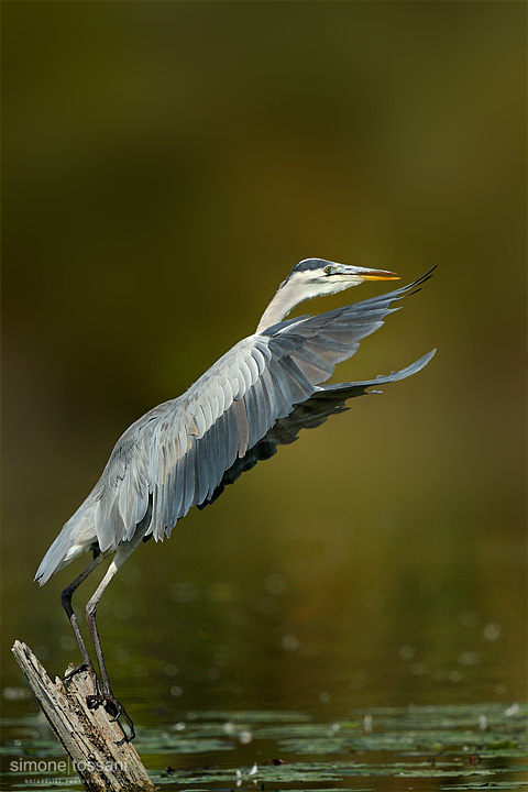 Ardea cinerea   Nikon D3  Nikon 600 f / 4 VR  Nikon TC 1.7  1/1600 sec  f/7.1  ISO 800   Caccia fotografica rettili materiale Nikon Simone Tossani
