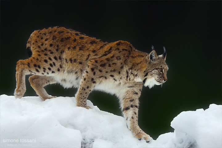 Lynx lynx   Nikon D3  Nikon 600 f/4 VR  TC Nikon 1.7x  1/400 Sec  f/8  ISO 1250 Caccia fotografica mammiferi materiale Nikon Simone Tossani