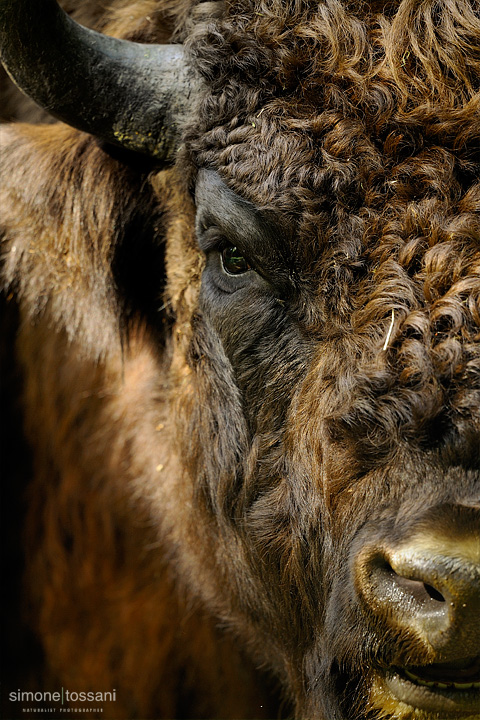 Bison bonasus   Nikon D3  Nikon 600 f/4 VR  1/125 Sec  f/4  ISO 640  Caccia fotografica mammiferi materiale Nikon Simone Tossani