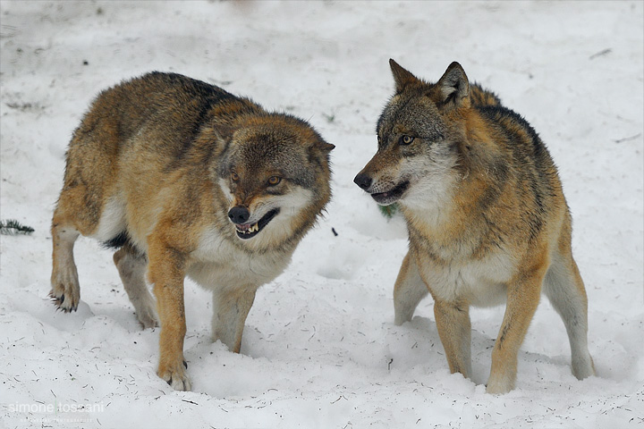 Canis Lupus  Nikon D3  Nikon 600 f/4 VR  1/160 Sec  f/5.6  ISO 1250 Caccia fotografica mammiferi materiale Nikon Simone Tossani