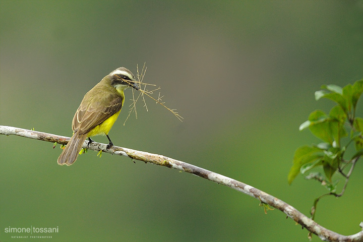Pitangus sulphuratus   Nikon D3  Nikon 600 VR f/4  TC II 1.7x  1/500 sec  f/7.1  ISO 1250  Caccia fotografica uccelli materiale Nikon Simone Tossani  