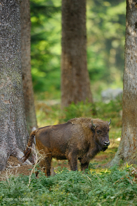Bison bonasus   Nikon D3  Nikon 600 f/4 VR  1/400 Sec  f/4  ISO 640 Caccia fotografica mammiferi materiale Nikon Simone Tossani