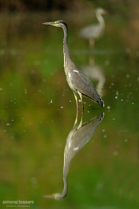 Ardea cinerea   Nikon D700  Nikon 600 f / 4 VR  Nikon TC 1.7  1/1000 sec  f/7.1  ISO 800 Caccia fotografica rettili materiale Nikon Simone Tossani  