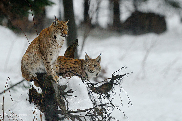 Lynx lynx   Nikon D3  Nikon 600 f/4 VR  1/100 Sec  f/7.1  ISO 1250 Caccia fotografica mammiferi materiale Nikon Simone Tossani