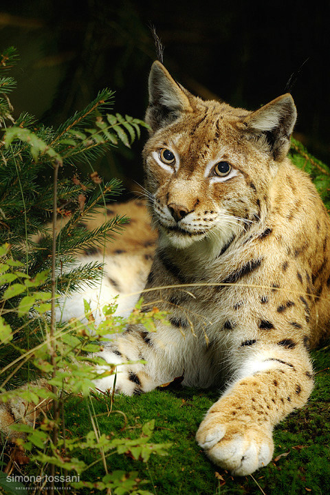 Lince   Nikon D3  Nikon 600 f/4 VR  TC Nikon 1.7x  1/400 Sec  f/4  ISO 1250 Caccia fotografica mammiferi materiale Nikon Simone Tossani