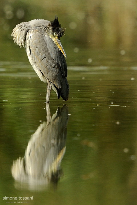 Ardea cinerea   Nikon D700  Nikon 600 f / 4 VR  Nikon TC 1.7  1/1250 sec  f/7.1  ISO 800 Caccia fotografica rettili materiale Nikon Simone Tossani