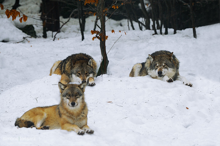 Canis Lupus  Nikon D3  Nikon 600 f/4 VR  1/20 Sec  f/4  ISO 2500 Caccia fotografica mammiferi materiale Nikon Simone Tossani