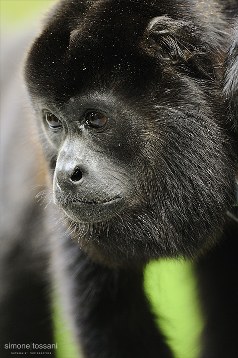 Alouatta    Nikon D3  Nikon 600 f/4 VR  1/320 Sec  f/4  ISO 1600 Caccia fotografica mammiferi materiale Nikon Simone Tossani