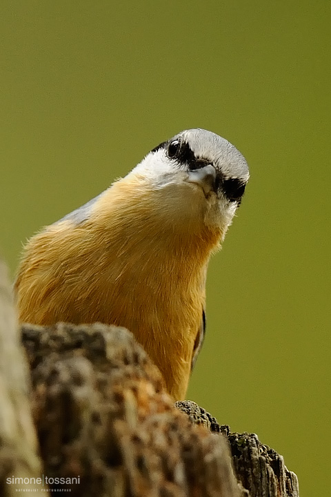Sitta europaea  Nikon D3  Nikon 600 VR f/4  1/400 sec  f/4  ISO 1250 Caccia fotografica uccelli materiale Nikon Simone Tossani