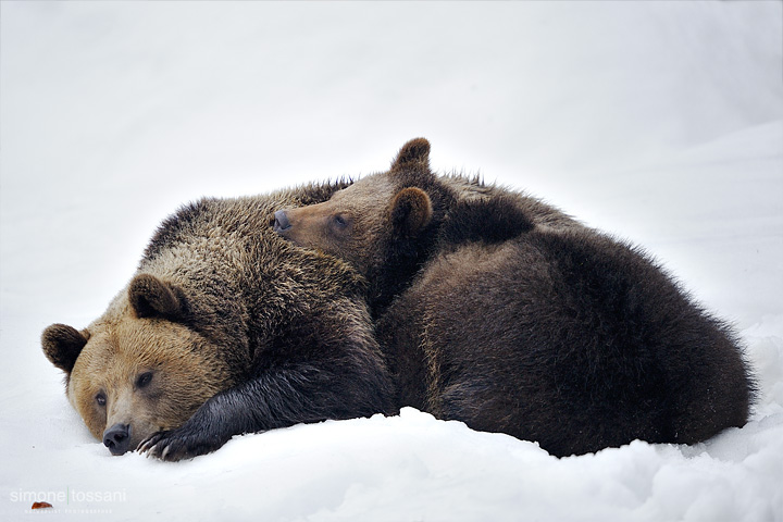 Ursus arctos   Nikon D3  Nikon 600 f/4 VR  1/400 Sec  f/4  ISO 640 Caccia fotografica mammiferi materiale Nikon Simone Tossani