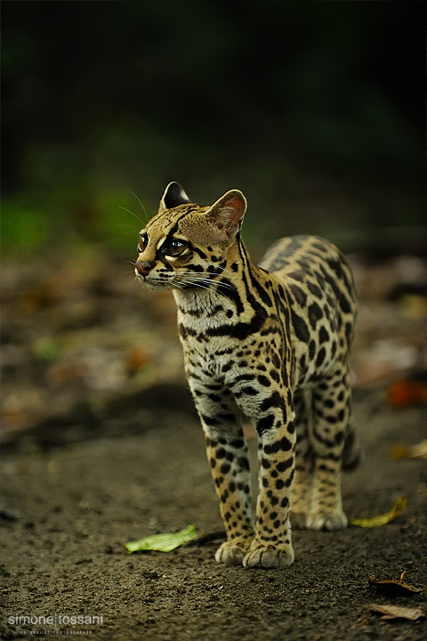 Leopardus pardalis  (Ocelot)   Nikon D3  Nikon 70/200 f/2.8 VR  1/100 Sec  f/2.8  ISO 1600 Caccia fotografica mammiferi materiale Nikon Simone Tossani